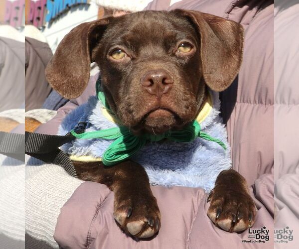 Medium Photo #3 Boston Terrier-Pointer Mix Puppy For Sale in Washington, DC, USA