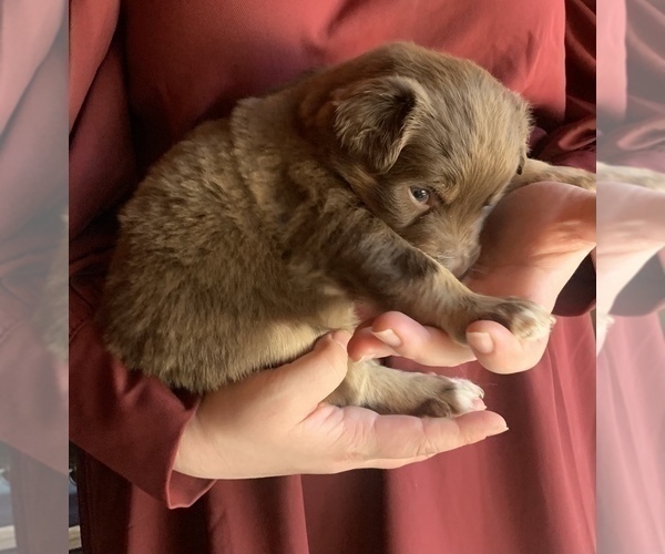 Medium Photo #2 Australian Shepherd Puppy For Sale in CHARLESTON, SC, USA
