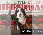 Small Photo #11 Bernese Mountain Dog Puppy For Sale in BURLINGTON, NC, USA