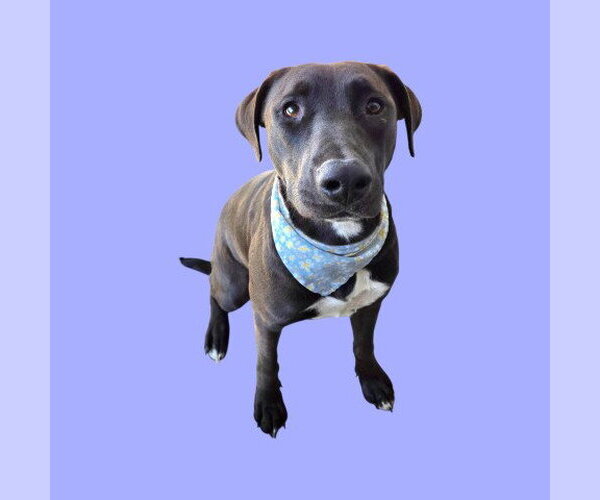 Medium Photo #1 Mutt Puppy For Sale in Bakersfield, CA, USA