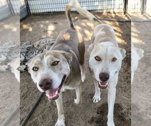 Siberian Husky-Unknown Mix Dogs for adoption in Lancaster, CA, USA