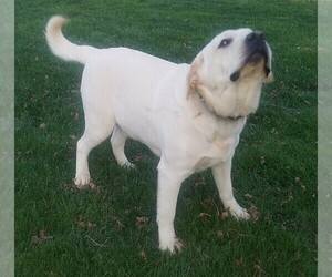 Labrador Retriever Puppy for sale in CATO, NY, USA
