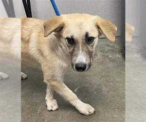 Anatolian Shepherd Dogs for adoption in Rosenberg, TX, USA