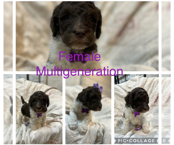 Medium Photo #8 Labradoodle Puppy For Sale in MORGANFIELD, KY, USA