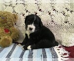 Small Photo #10 Bernedoodle Puppy For Sale in CLARE, MI, USA