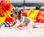Small Photo #7 Dachshund Puppy For Sale in WAKARUSA, IN, USA