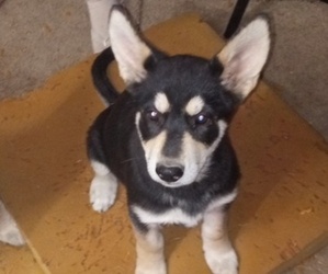 German Shepherd Dog Puppy for sale in BLOOMINGTON, CA, USA