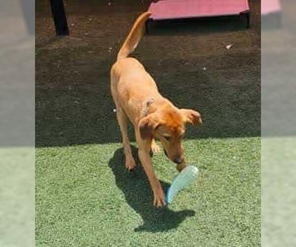 Medium Photo #7 Labrador Retriever-Unknown Mix Puppy For Sale in Rockwall, TX, USA
