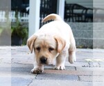 Small Photo #15 Labrador Retriever Puppy For Sale in SYRACUSE, IN, USA