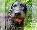 Small #4 Miniature Labradoodle
