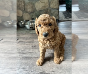 Goldendoodle Dog for Adoption in GREENLEAF, Wisconsin USA