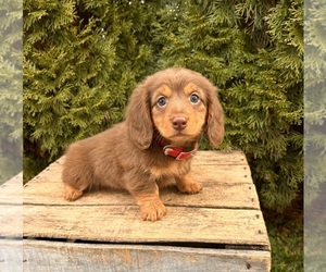 Dachshund Puppy for sale in MIDDLEBURY, IN, USA