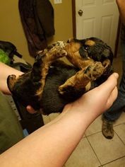 Airedale Terrier Puppy for sale in BLUE GRASS, ND, USA