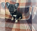 Small #2 French Bulldog