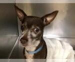 Small Chihuahua
