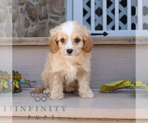 Cavapoo Puppy for sale in GORDONVILLE, PA, USA