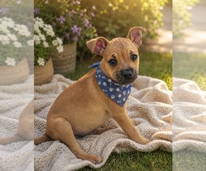 Chug Dogs for adoption in Phoenix, AZ, USA