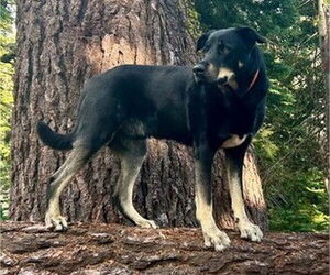 - Mix Dogs for adoption in Fremont, CA, USA