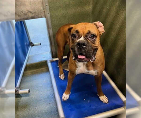 Medium Photo #1 Boxer Puppy For Sale in Downey, CA, USA