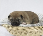 Puppy 2 Shiba Inu