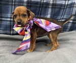 Puppy 1 Beagle-Chihuahua Mix