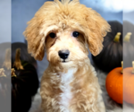 Small Photo #11 ShihPoo Puppy For Sale in DUNDEE, OH, USA