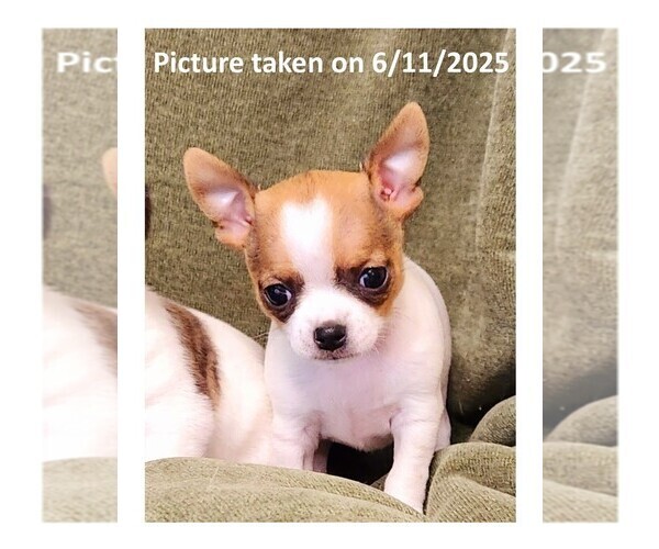 Medium Photo #1 Chihuahua Puppy For Sale in MOUNT AIRY, NC, USA