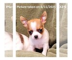 Puppy Eva Chihuahua