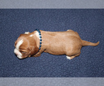 Small #4 Cavalier King Charles Spaniel