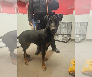Doberman Pinscher-Unknown Mix Dogs for adoption in Las Vegas, NM, USA