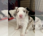 Small Photo #5 Border-Aussie Puppy For Sale in ANTELOPE, CA, USA