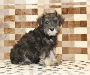 Schnauzer (Miniature) Puppy for sale in DENVER, PA, USA