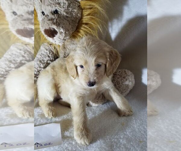 Medium Photo #1 Goldendoodle Puppy For Sale in CRAWFORDSVILLE, IA, USA