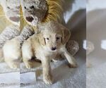 Small Photo #1 Goldendoodle Puppy For Sale in CRAWFORDSVILLE, IA, USA
