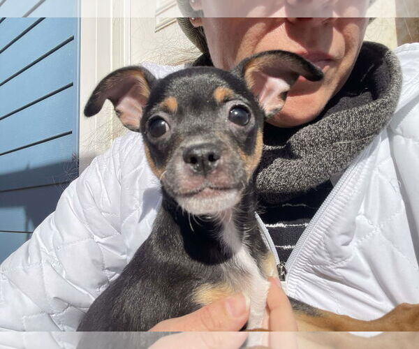 Medium Photo #3 Chihuahua Puppy For Sale in Social Circle, GA, USA