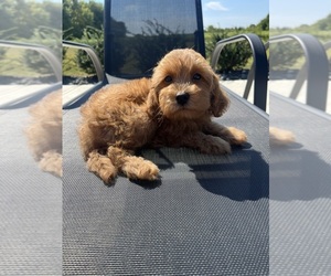 Cavapoo Puppy for sale in GREENWOOD, IN, USA