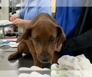 Dachshund-Unknown Mix Dogs for adoption in Princeton, MN, USA