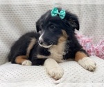 Small Photo #7 Australian Shepherd Puppy For Sale in LAKELAND, FL, USA