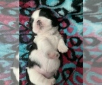 Small Photo #16 Shih Tzu Puppy For Sale in LONGWOOD, FL, USA