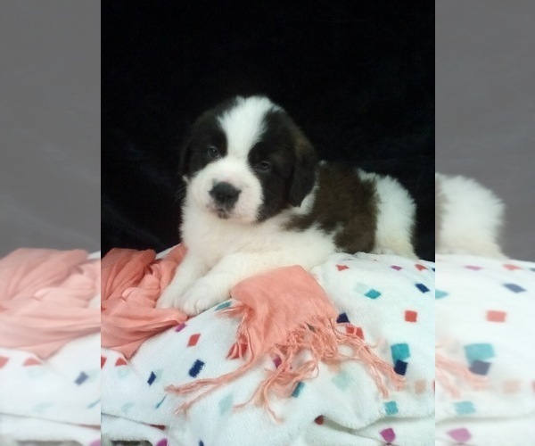 Medium Photo #2 Saint Bernard Puppy For Sale in SUGARCREEK, OH, USA