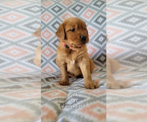 Golden Retriever Puppy for sale in COULEE CITY, WA, USA