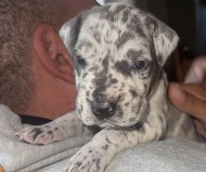 Great Dane Puppy for sale in MILLVILLE, NJ, USA
