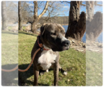 Small Photo #5 Mountain Cur-Plott Hound Mix Puppy For Sale in Rockaway, NJ, USA