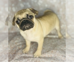 Pug Dog for Adoption in CINCINNATI, Ohio USA