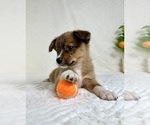 Small #4 Miniature Australian Shepherd-Pomsky Mix