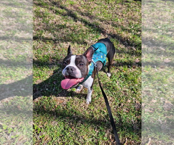 Medium Photo #5 Boston Terrier Puppy For Sale in Little Elm, TX, USA