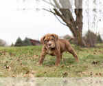 Small Photo #6 English Neo Bull Puppy For Sale in WARSAW, IN, USA