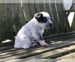 Small Photo #2 Australian Cattle Dog Puppy For Sale in AUGSBURG, IL, USA