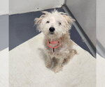 Small Mutt