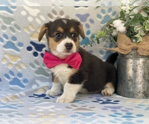 Pembroke Welsh Corgi Puppy for sale in LANCASTER, PA, USA